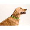 Collar Muttley - Imagen 2